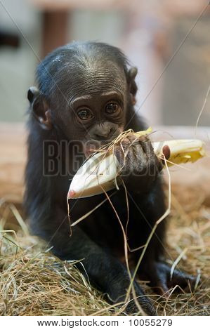 Cute Baby Bonobo Affe