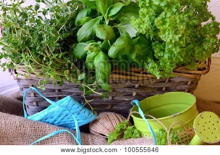 Spices in wickerwork handbasket and wattering can and ribbon