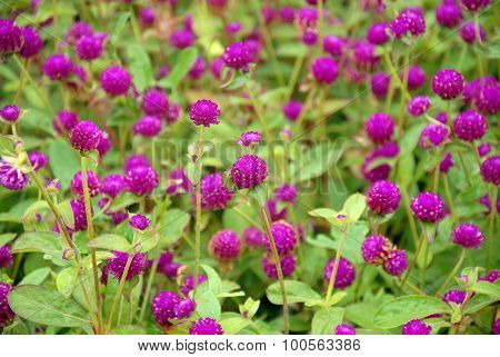 Gomphrena globosa