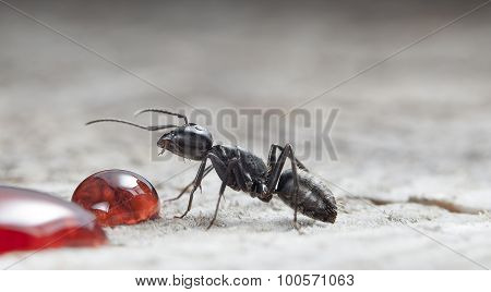 ant and drop of strawberry jam