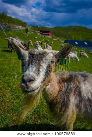 VALDRES, NORWAY - 6 JULY, 2015: Mountain goats wandering freely in beautiful sorroundings located at