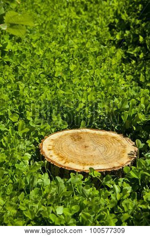 tree stump on the green grass