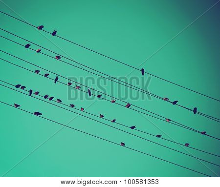  birds on wires over blue sky with blue sky background toned with a vintage retro instagram filter app or action effect 