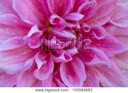 Dahlia Autumn Flower Design.