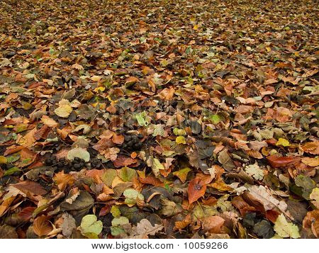 suelo del bosque en otoño