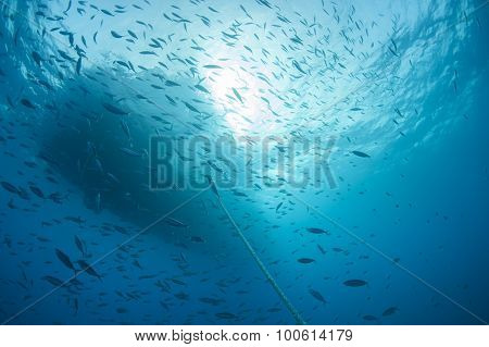 Shoal Of Fish Silhouetted Underwater