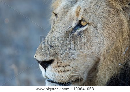 Male Lion