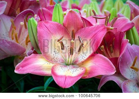 Beautiful Pink Asiatic Lily
