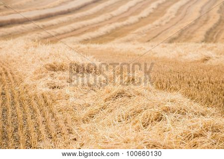 Straw - Field after harvest, detail of agricultural plants