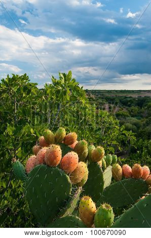 Cactus Plant And Prickly Pears