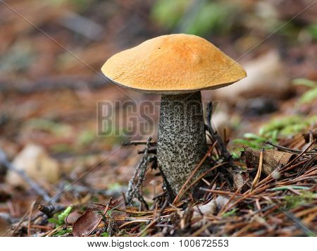 Aspen Bolete - Leccinum insigne