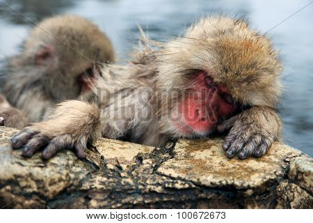 Snow monkeys macaque bathing in hot spring Nagano prefecture Japan