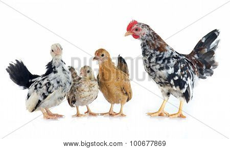 Serama Chickens