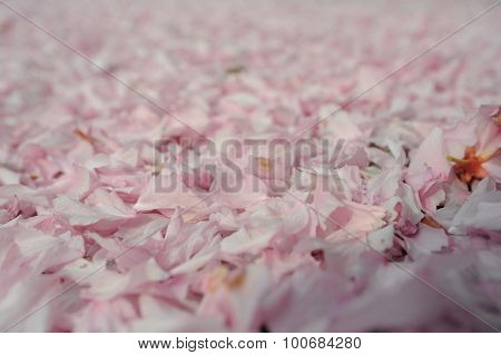 Sakura Petals On Gound