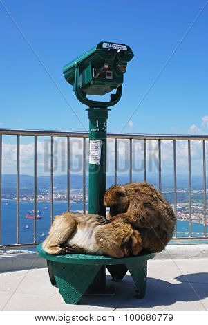 Barbary Apes, Gibraltar.