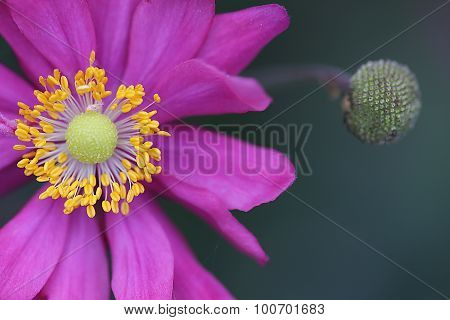 Royal Bonica Rose