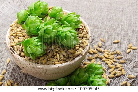 Fresh Hops And Barley Grain - Closeup