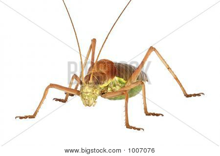 Apterous Grasshopper