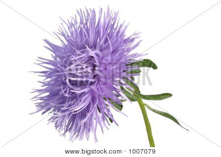 Aster