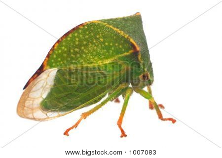 Buffalo Buckelzirpen (Stictocephala Bisonia)