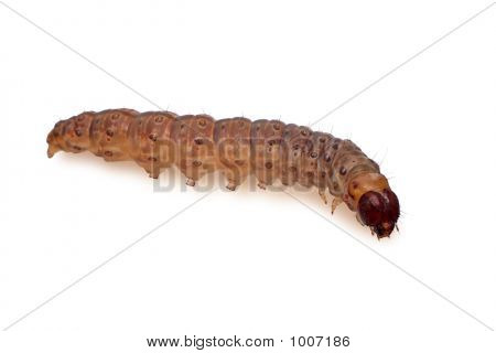 Caterpillar