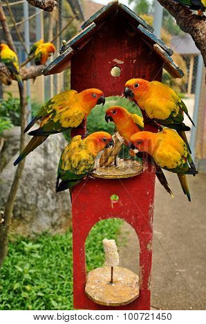 Sun Conure Has A Rich Yellow Crown Nape Mantle Lesser Wing-coverts Tips Of The Greater Wing-coverts 