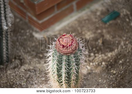 Melon Cactus