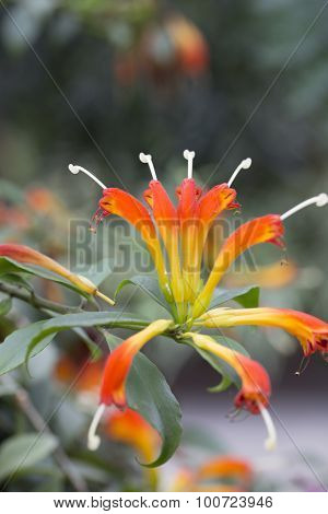 Basket Plant - Aeschynanthus splendidusm