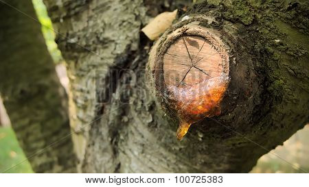 Resin on the tree