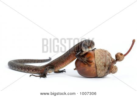 Forest Eidechse und acorn