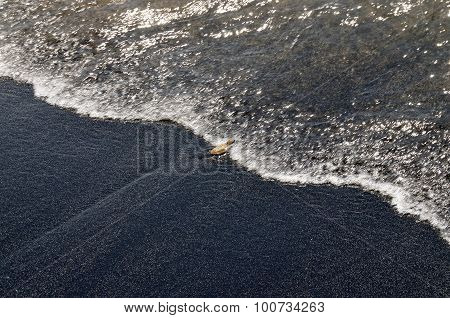 Baby Turtle Reaches The Ocean