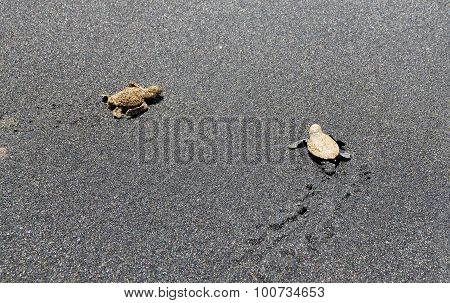 Journey To The Ocean