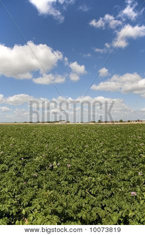 Patatoe pole