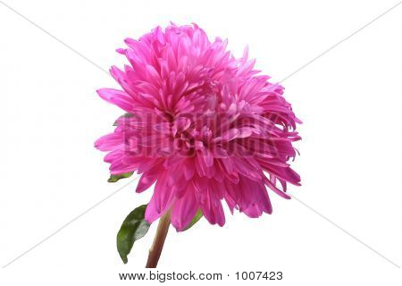 Rosa Aster
