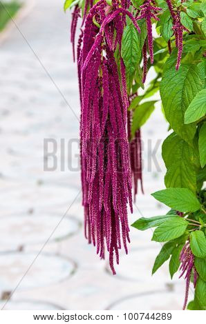 Flower Love-lies-bleeding