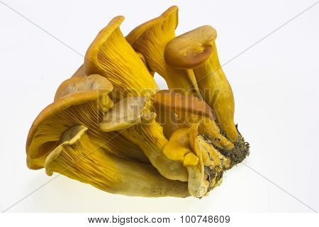 Omphalotus Olearius