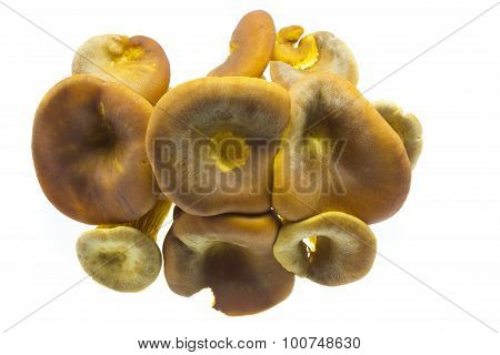 Omphalotus Olearius