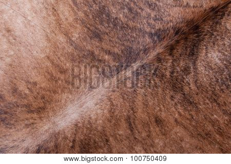Brown Cowhide
