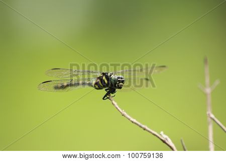 Dragonfly