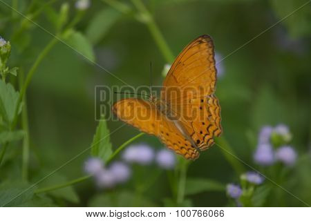 Butterfly