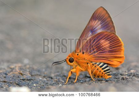 Orange Awlet