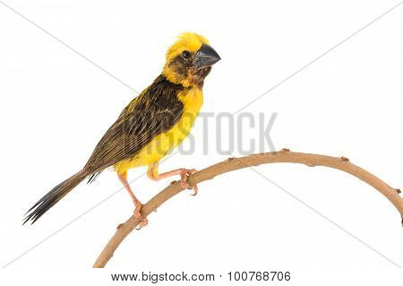 Asian Golden Weaver Bird