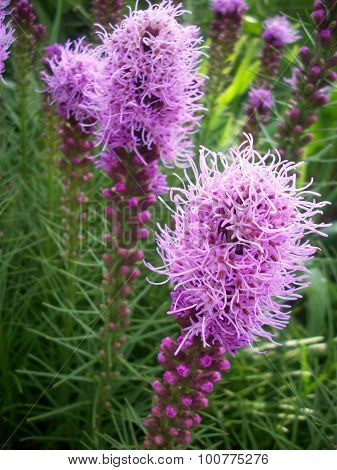 Liatris