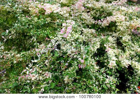 Flowers bloossom in Tao Dan park, Vietnam