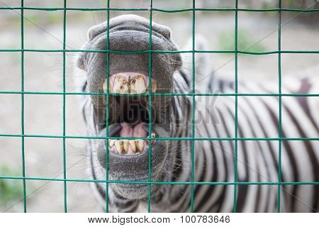Zebra showing unbrushed teeth