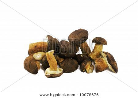 Boletus 새싹 버섯