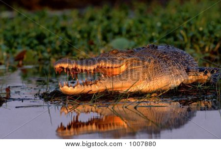 Croc 