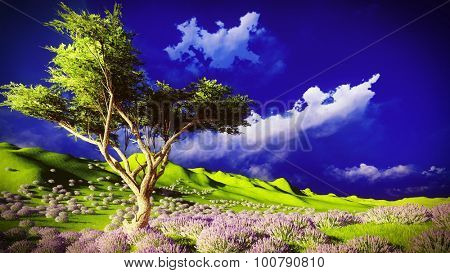 Lavender fields