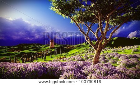 Lavender fields