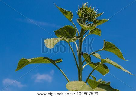 Budding Sunflower Plant